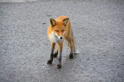 En räv står på asfalt. Den blinkar så att ögonen är slutna.