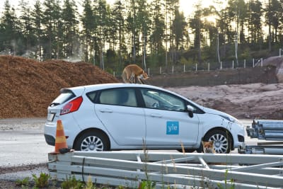 En räv står utanpå en vit bil med yle-logo och biter på en antenn.