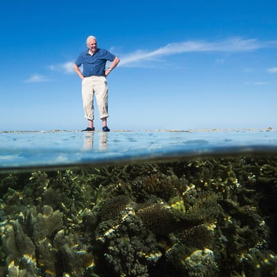 David Attenborough tutustuttaa kolmiosaisessa sarjassa Australian suuren valliriutan syntyyn, nykypäivään ja tulevaisuuteen.