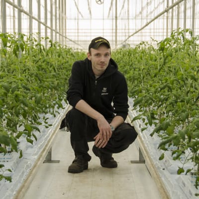Jonathan Nordberg mitt bland tomatplantorna i växthuset.