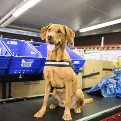 Labrador Retrievern Manu är utnämnd till årets tullhund i Finland
