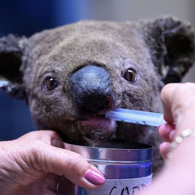 Koala dricker från spruta som någon håller i med rosamålade naglar.