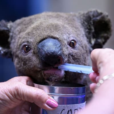 Koala dricker från spruta som någon håller i med rosamålade naglar.