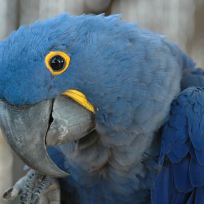 En blå papegoja tittar in i kameran.