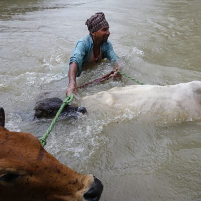 Maanviljelijä ylittää tulvavirtaa Saptarin piirikunnassa Nepalissa.