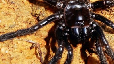 Världens äldsta spindel, fotograferad i januari 2016.