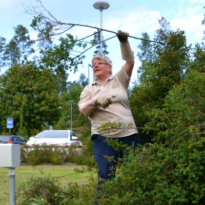 Märtha Vesterback, äldre kvinna, lyfter en kvist i luften som hon just knipsat av från en rosenbuskie.