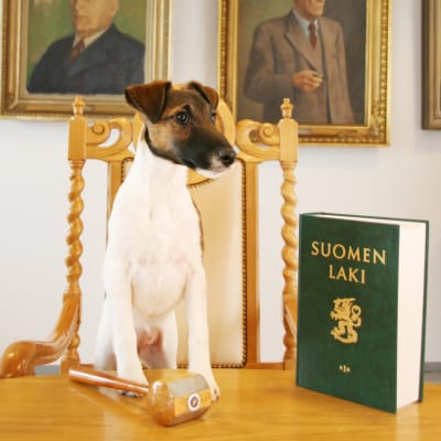 Hund med en lagbok.
