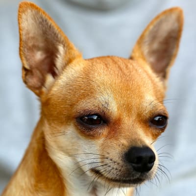 Chihuahuan kuono