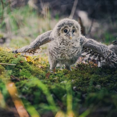 Pöllön poikanen vauhdissa