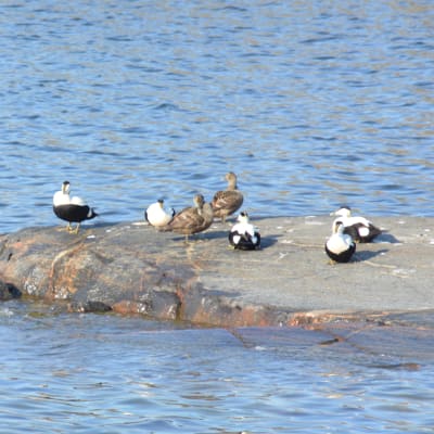 Svartvita och bruna sjöfåglar på en klippa.