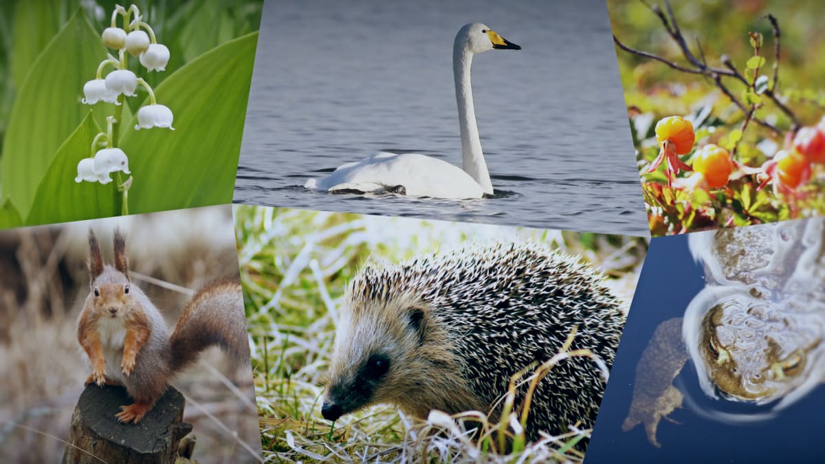 Suomalaisten lempilajit on listattu – katso mitkä ovat meille tärkeät  eläimet ja kasvit – Luonto – 