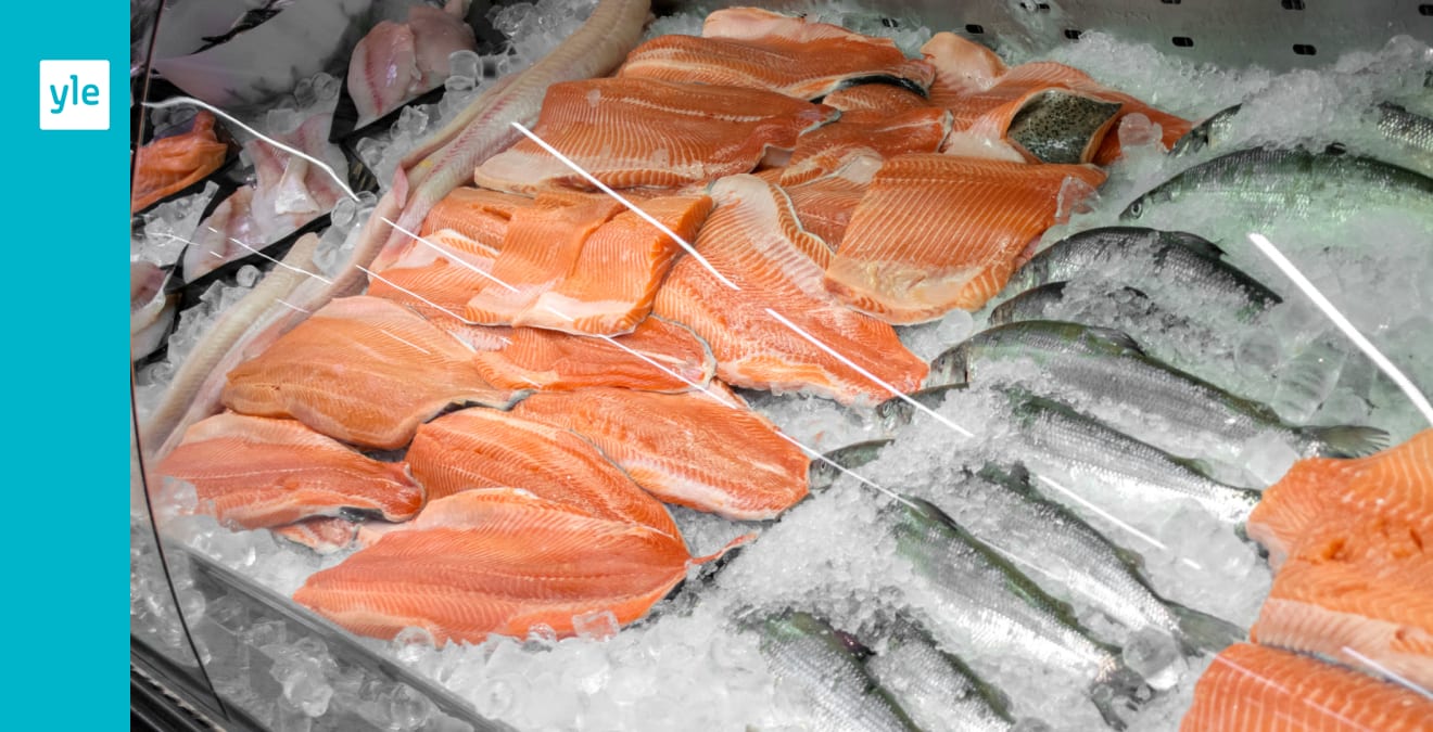 Et norsk fiskeselskap forsøkte å levere selvmordslaks for salg: selskapets fisk selges i dagligvarebutikker i Finland