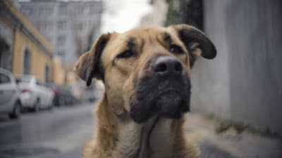 Lähikuva kulkukoirasta. Kuva dokumenttielokuvasta Istanbulin koirat.