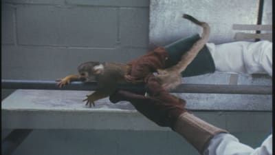 Apina takertuu metalliseen putkeen. Hoitajan kädet pitelevät apinaa. 