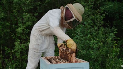 Suojapukuun pukeutunut mies nostaa kennoa mehiläispesästä. 