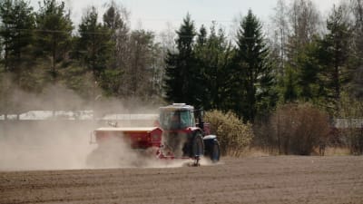 Traktori kylvää rypsiä peltoon. 