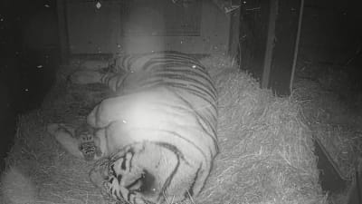 Tiger med unge på Högholmen