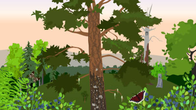 Piirretyssä kuvassa keskiössä on mänty, jota ympäröi kumpuileva metsämaisema. Kuvan etualalla on mustikanvarpuja ja perhosia.