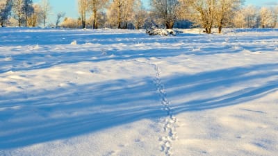 Djurspår i snön.
