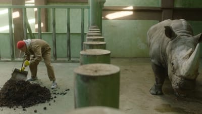 Max (Oleksandr Rudynskyi) mockar spillning, bredvid honom står en enorm noshörning.