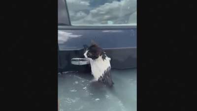 En katt i vattnet som håller fast sig i en bil.