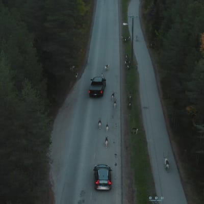  Kittilä-jupakasta kertovan Lumipalloefekti-elokuvan "poroja tiellä autojen seassa" -kuvituskuva.