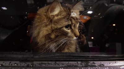 en katt i ett fönster