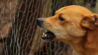 Hund som visar tänderna