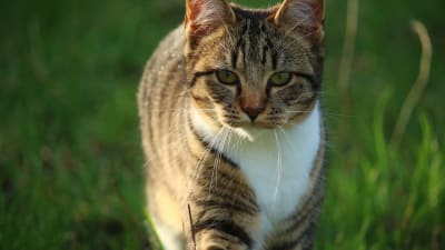 katt