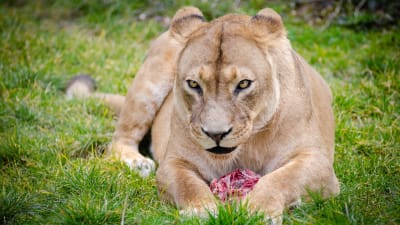 En lejonhona med en köttklump framför sig.