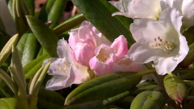 En vacker rododendron
