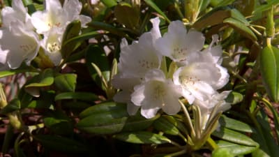 Rododendron på Strömsö