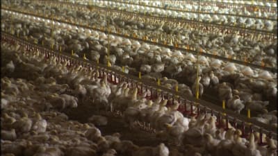 En holländsk kycklingfarm med 450 000 broilerkycklingar.