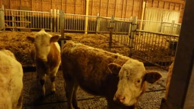 Kor av rasen Simmental på Nyby gård i Raseborg