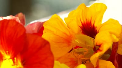 Blommor av krasse.