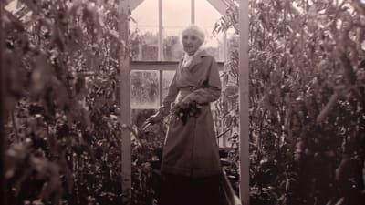 Aino Sibelius vid sin trädgårdsodling på Ainola