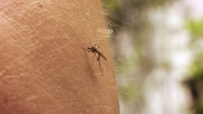 En mygga gör ingen sommar