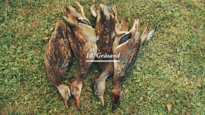 Nyfällda gräsänder