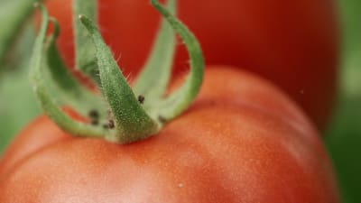 Tomater i växthus