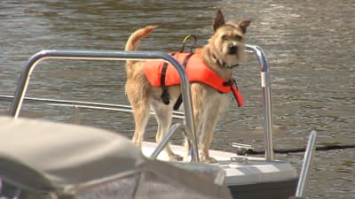 En hund med flytväst på en båt.
