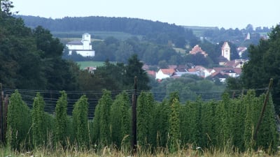 Landskapsbild över den bayerska byn Hallertau, i förgrunden humleodlingar.