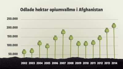 Odling av opiumvallmo i Afghanistan, diagram