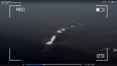 Skärmdump av video på en rad isbitar som flyter omkring i vatten.