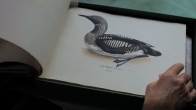Närbild av sjöfågel i boken Svenska fåglar med teckningar av bröderna von Wright