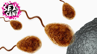 illutsrerad bild av spermier