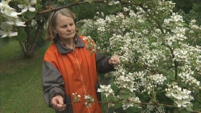 Bärodlare Elisif Vennelä med blommande björnbär.