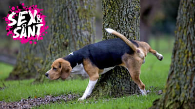 en hund som kissar på ett träd ute i skogen 