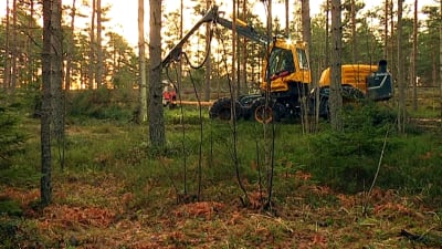 En skogsmaskin avverkar träd i Ekenäs.