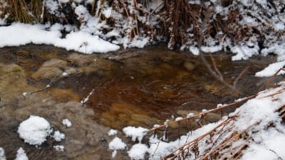 Bajs och urin färger en bäck brun, med vit snö på kanterna.